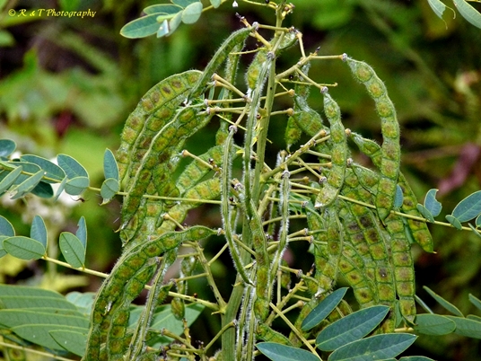 {Senna hebecarpa}